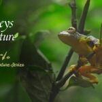 Xishuangbanna: China's Hidden Tropical Rainforest Oasis video poster