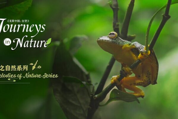 Xishuangbanna_Chinas_Hidden_Tropical_Rainforest_Oasis_poster - Khabar Asia Xishuangbanna: China's Hidden Tropical Rainforest Oasis video poster