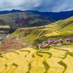 Xizang Advances Highland Barley Cultivation at Extreme Altitudes video poster