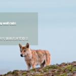 Xizang_Herders_Rescue_Stranded_Wolf_Cubs_in_Snowy_Plateau video poster