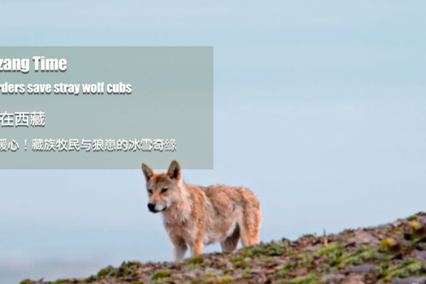 Xizang Herders Rescue Stranded Wolf Cubs in Snowy Plateau Xizang_Herders_Rescue_Stranded_Wolf_Cubs_in_Snowy_Plateau video poster