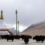 Xizang's Innovative Industries Propel Rural Revitalization