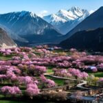 Xizang's Scenic Spring Blossoms Boost Tourism in Gala Village video poster