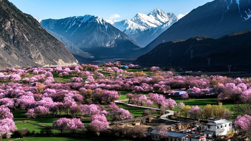 Xizangs_Scenic_Spring_Blossoms_Boost_Tourism_in_Gala_Village_poster - Khabar Asia Xizang's Scenic Spring Blossoms Boost Tourism in Gala Village video poster