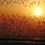 Yalu_River_Estuary__A_Crucial_Stopover_for_Migratory_Birds_on_Global_Flyway