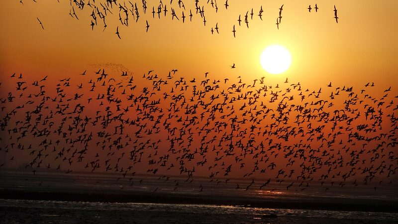 Yalu_River_Estuary__A_Crucial_Stopover_for_Migratory_Birds_on_Global_Flyway - Khabar Asia Yalu_River_Estuary__A_Crucial_Stopover_for_Migratory_Birds_on_Global_Flyway