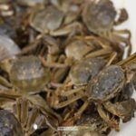 Yangcheng_Lake_s_Hairy_Crabs__China_s_Most_Prized_Delicacy