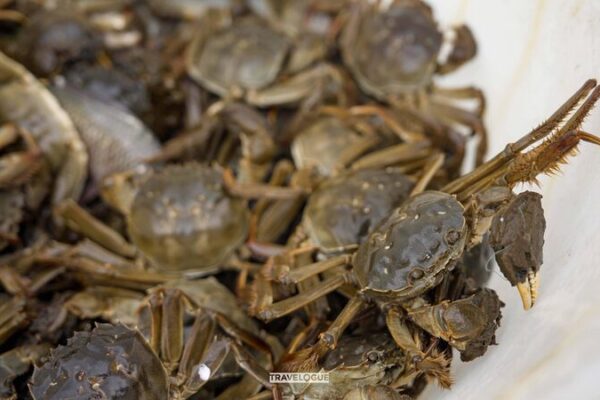 Yangcheng Lake’s Hairy Crabs: China’s Most Prized Delicacy Yangcheng_Lake_s_Hairy_Crabs__China_s_Most_Prized_Delicacy