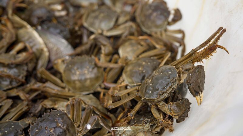 Yangcheng_Lake_s_Hairy_Crabs__China_s_Most_Prized_Delicacy - Khabar Asia Yangcheng_Lake_s_Hairy_Crabs__China_s_Most_Prized_Delicacy