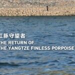 Yangtze Finless Porpoise Makes a Comeback in Hubei's Waters video poster