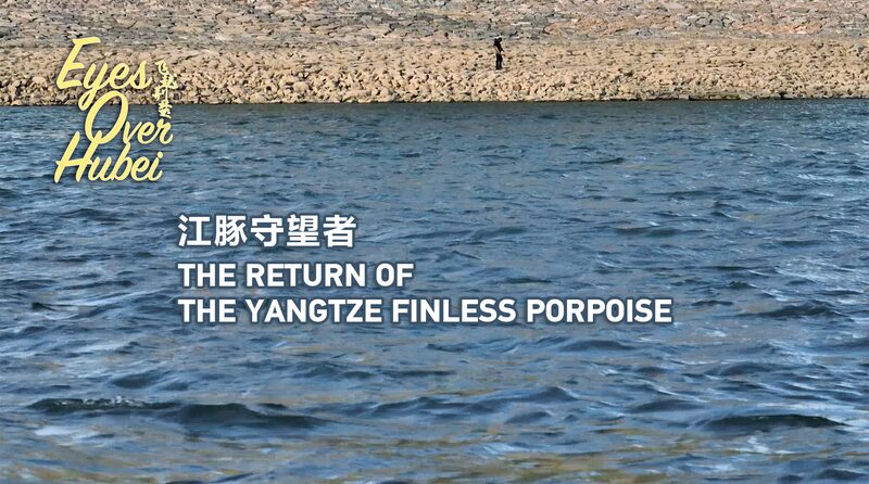 Yangtze_Finless_Porpoise_Makes_a_Comeback_in_Hubeis_Waters_poster - Khabar Asia Yangtze Finless Porpoise Makes a Comeback in Hubei's Waters video poster