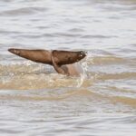Yangtze_Finless_Porpoise_Numbers_Rise_in_Nanjing_Nature_Reserve