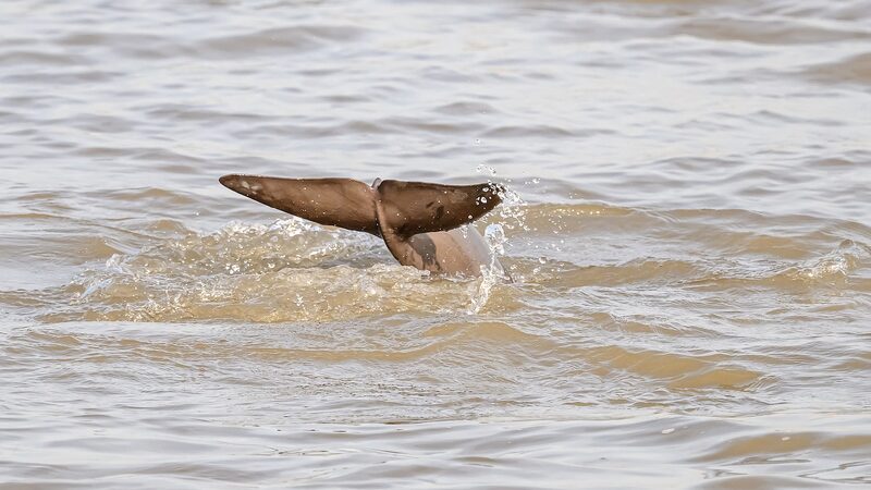 Yangtze_Finless_Porpoise_Numbers_Rise_in_Nanjing_Nature_Reserve - Khabar Asia Yangtze_Finless_Porpoise_Numbers_Rise_in_Nanjing_Nature_Reserve