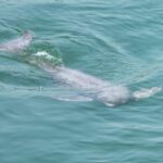Yangtze Finless Porpoise Welcomes New Arrival at Wuhan Baiji Porpoise Museum video poster