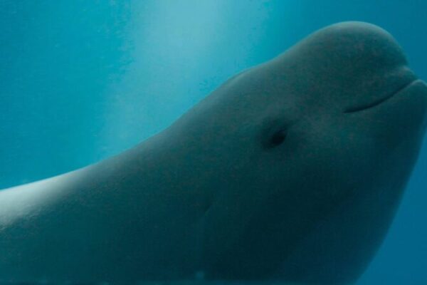 Yangtze's Smiling Angels: A Journey Towards Conservation Success video poster