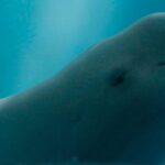 Yangtze's 'Smiling Angels': A Triumph in Conservation Efforts video poster