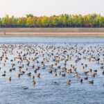 Yellow_River_Wetlands_Welcomes_Over_60_000_Wintering_Migratory_Birds