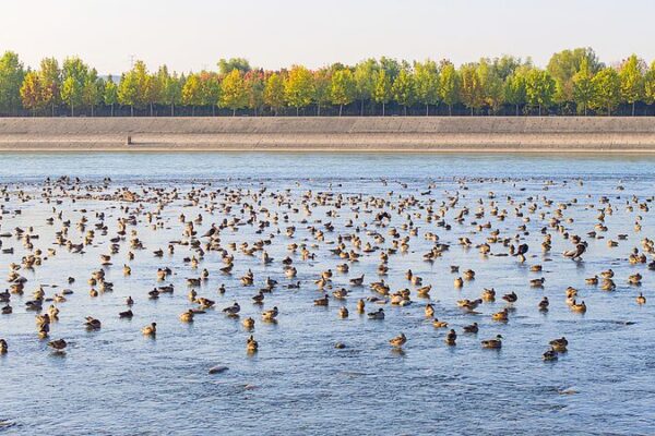 Yellow River Wetlands Welcomes Over 60,000 Wintering Migratory Birds Yellow_River_Wetlands_Welcomes_Over_60_000_Wintering_Migratory_Birds