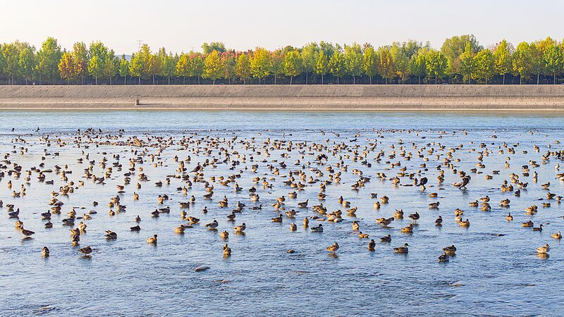 Yellow_River_Wetlands_Welcomes_Over_60_000_Wintering_Migratory_Birds - Khabar Asia Yellow_River_Wetlands_Welcomes_Over_60_000_Wintering_Migratory_Birds