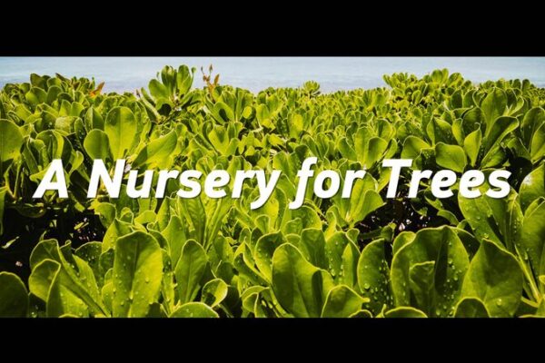 Yongxing_Island__A_National_Model_for_Rapid_Greening_in_the_South_China_Sea video poster