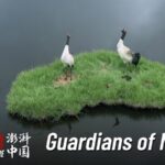 Young_Guardians_of_Nature__Protecting_Wildlife_in_Qilian_Mountain_National_Park video poster