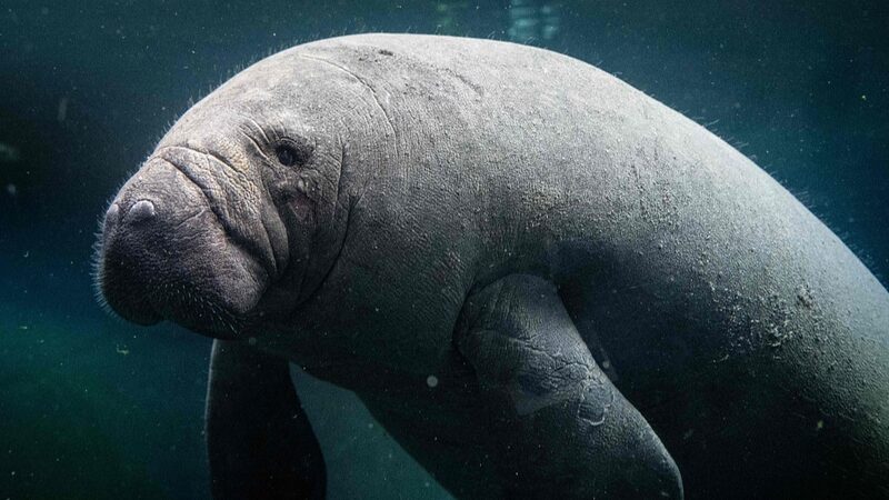 Young_Manatee_Unai_Arrives_at_Paris_Zoo_to_Boost_Species_Conservation - Khabar Asia Young Manatee Unai Arrives at Paris Zoo to Boost Species Conservation