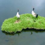 Young_Rangers_Rescue_Wildlife_in_Qilian_Mountain_National_Park video poster