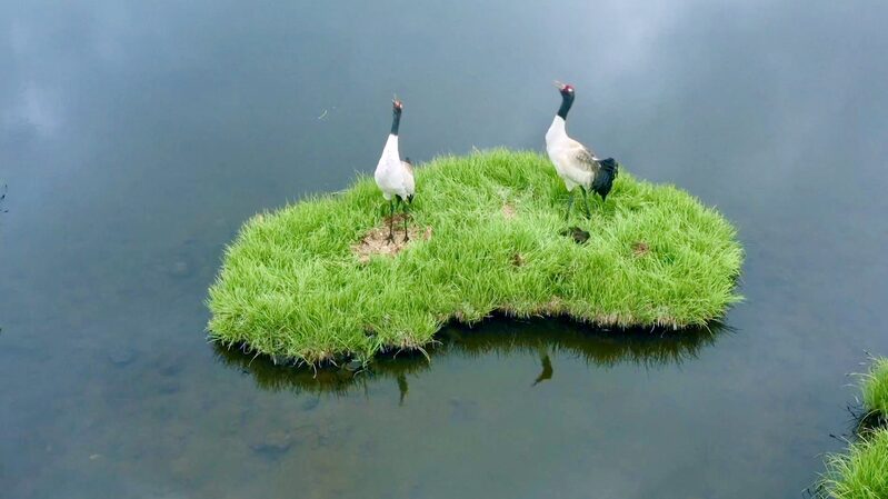 Young_Rangers_Rescue_Wildlife_in_Qilian_Mountain_National_Park_poster - Khabar Asia Young_Rangers_Rescue_Wildlife_in_Qilian_Mountain_National_Park video poster