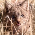 Young_Rangers_Safeguard_Wildlife_in_China_s_Qilian_Mountain_National_Park video poster