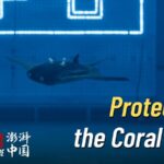 Young_Researchers_Innovate_with_Manta_Ray_Robots_to_Protect_Coral_Reefs