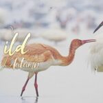 Young_Siberian_Crane_Faces_Swan_Intruders_at_China_s_Poyang_Lake video poster