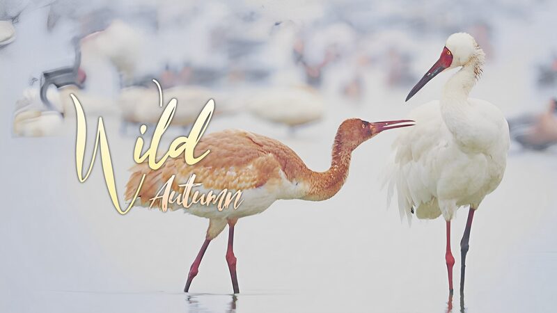 Young_Siberian_Crane_Faces_Swan_Intruders_at_China_s_Poyang_Lake_poster - Khabar Asia Young_Siberian_Crane_Faces_Swan_Intruders_at_China_s_Poyang_Lake video poster