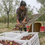 Yuncheng's Ancient Jujube Plantations: A Sweet Legacy Standing the Test of Time