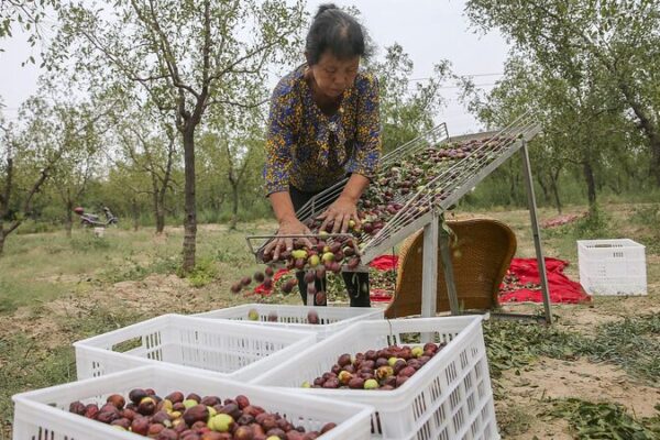 Yuncheng’s Ancient Jujube Plantations: A Sweet Legacy Standing the Test of Time Yuncheng's Ancient Jujube Plantations: A Sweet Legacy Standing the Test of Time