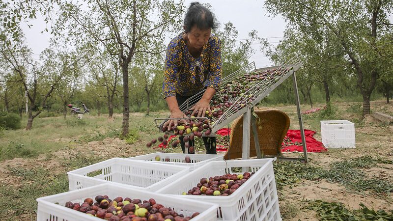 Yunchengs_Ancient_Jujube_Plantations_A_Sweet_Legacy_Standing_the_Test_of_Time - Khabar Asia Yuncheng's Ancient Jujube Plantations: A Sweet Legacy Standing the Test of Time