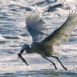 Yundang Lake: Xiamen's Blueprint for Urban Ecological Restoration