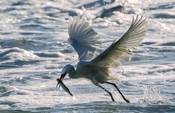Yundang Lake: Xiamen's Blueprint for Urban Ecological Restoration
