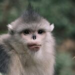 Yunnan_Enhances_Compensation_for_Wildlife_Caused_Losses_to_Protect_Biodiversity