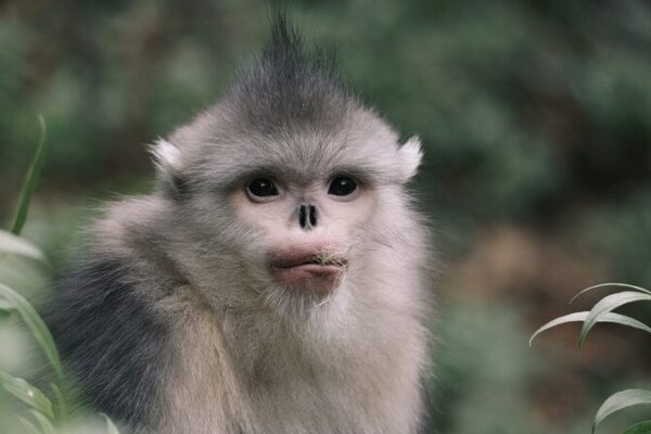 Yunnan Enhances Compensation for Wildlife-Caused Losses to Protect Biodiversity Yunnan_Enhances_Compensation_for_Wildlife_Caused_Losses_to_Protect_Biodiversity