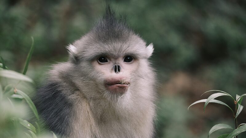 Yunnan_Enhances_Compensation_for_Wildlife_Caused_Losses_to_Protect_Biodiversity - Khabar Asia Yunnan_Enhances_Compensation_for_Wildlife_Caused_Losses_to_Protect_Biodiversity