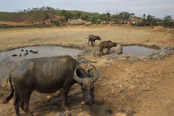 Yunnan Province Implements Measures to Combat Severe Drought Yunnan Province Implements Measures to Combat Severe Drought