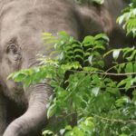 Yunnan_Reintroduces_More_Captive_Asian_Elephants_into_the_Wild video poster