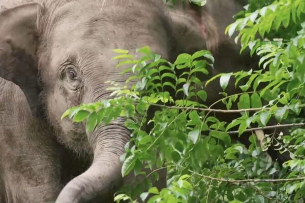 Yunnan Reintroduces More Captive Asian Elephants into the Wild Yunnan_Reintroduces_More_Captive_Asian_Elephants_into_the_Wild video poster