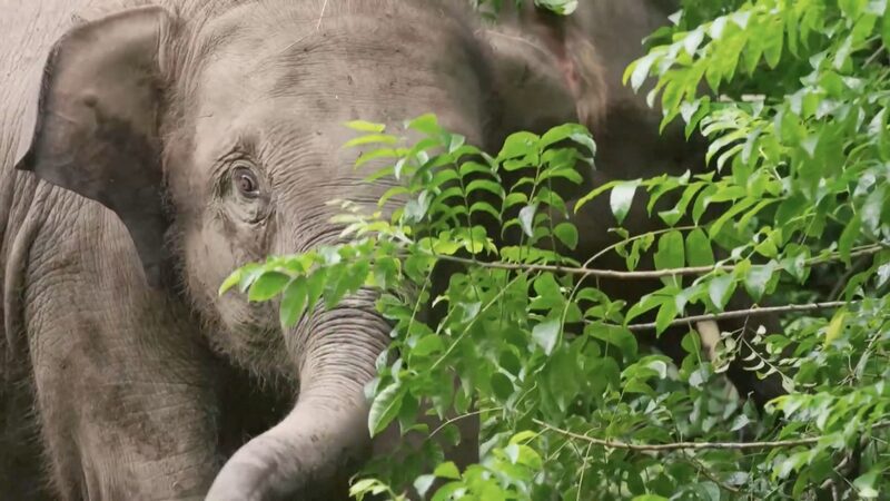 Yunnan_Reintroduces_More_Captive_Asian_Elephants_into_the_Wild_poster - Khabar Asia Yunnan_Reintroduces_More_Captive_Asian_Elephants_into_the_Wild video poster