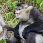 Yunnan_Steps_Up_Biodiversity_Protection_Initiatives video poster