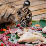 Yunnan Wild Animal Park Hosts New Year's Feasts for Animals Ahead of Chinese New Year