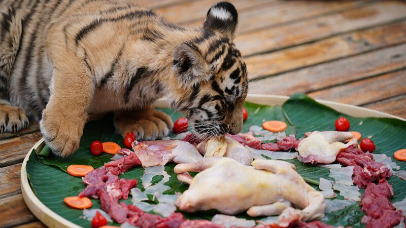 Yunnan_Wild_Animal_Park_Hosts_New_Years_Feasts_for_Animals_Ahead_of_Chinese_New_Year - Khabar Asia Yunnan Wild Animal Park Hosts New Year's Feasts for Animals Ahead of Chinese New Year