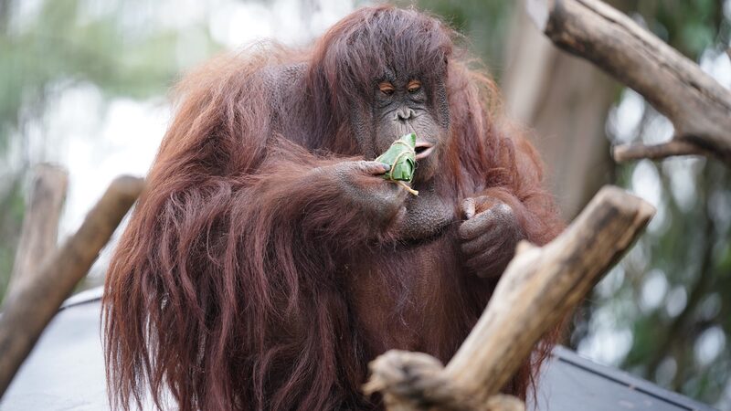 Yunnan_Wildlife_Park_Animals_Celebrate_Duanwu_Festival_with_Special_Zongzi_Treats - Khabar Asia Yunnan Wildlife Park Animals Celebrate Duanwu Festival with Special Zongzi Treats