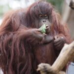 Yunnan_Zoo_Animals_Celebrate_Duanwu_Festival_with_Special_Zongzi_Treats