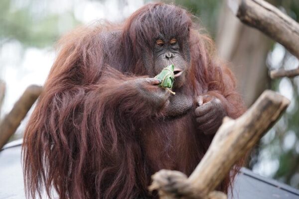Yunnan Zoo Animals Celebrate Duanwu Festival with Special Zongzi Treats Yunnan_Zoo_Animals_Celebrate_Duanwu_Festival_with_Special_Zongzi_Treats
